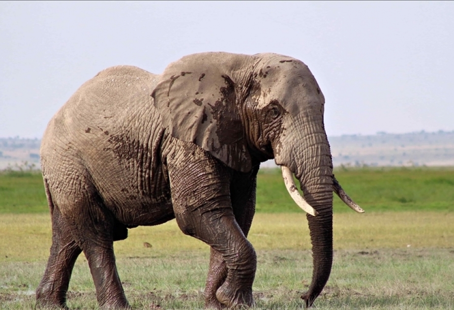 Kenia utiliza collares con GPS para monitorear y proteger a sus elefantes