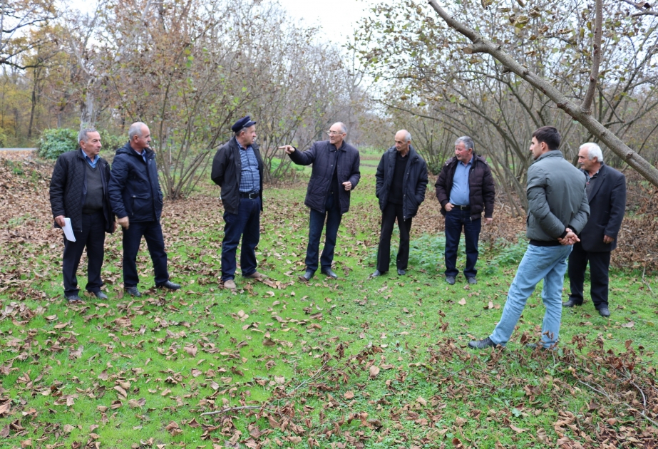 Fermerlər fındıq istehsalında qabaqcıl kənd təsərrüfatı təcrübələrinə və innovativ biliklərə yiyələnirlər