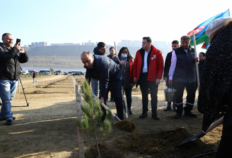 "Yaşıl Marafon" kampaniyası çərçivəsində növbəti ağacəkmə aksiyası keçirilib