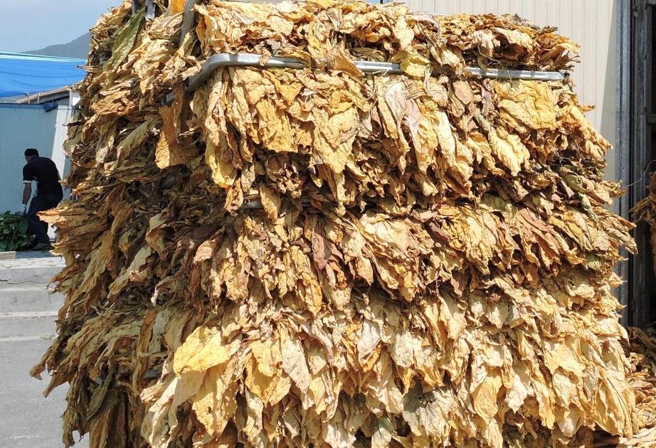 Şəkili fermerlər indiyədək 4151 ton quru tütün istehsal ediblər