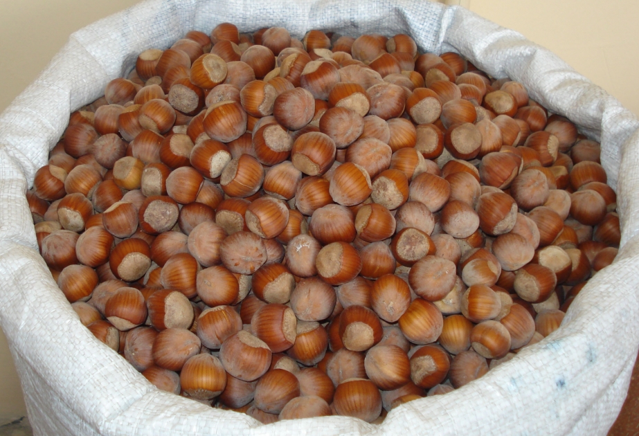 Oğuzda fındıq istehsalı artıb