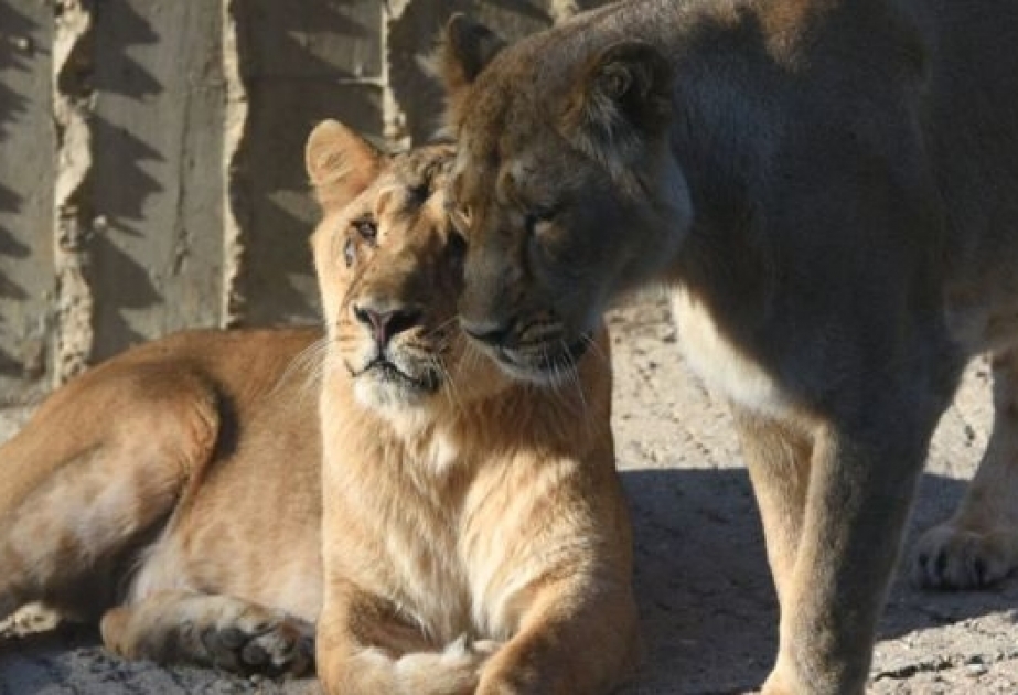 Zaqreb Zooparkında iki şir COVID-19-a yoluxub