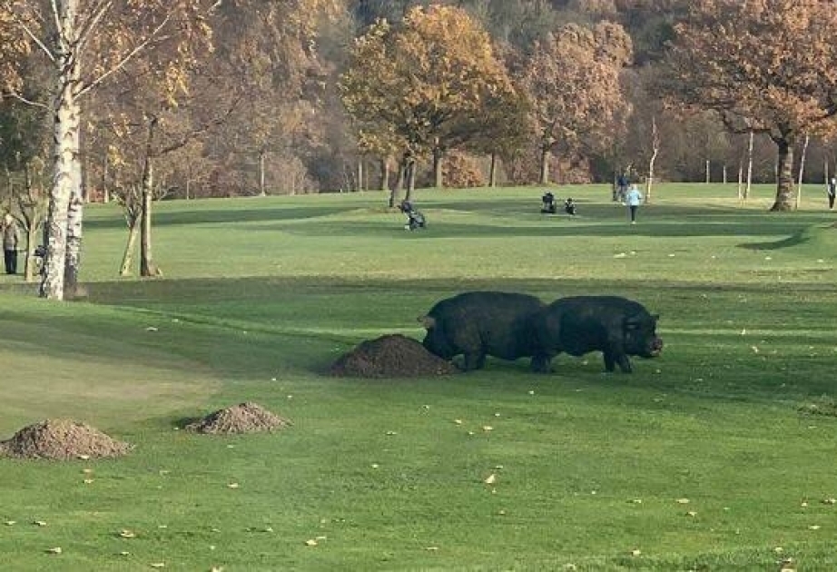 «Война» гольф-клуба с дикими свиньями позабавила Сеть