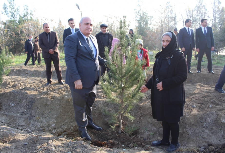 Laçının işğaldan azad edilməsinin birinci ildönümü ilə bağlı ağacəkmə aksiyası keçirilib