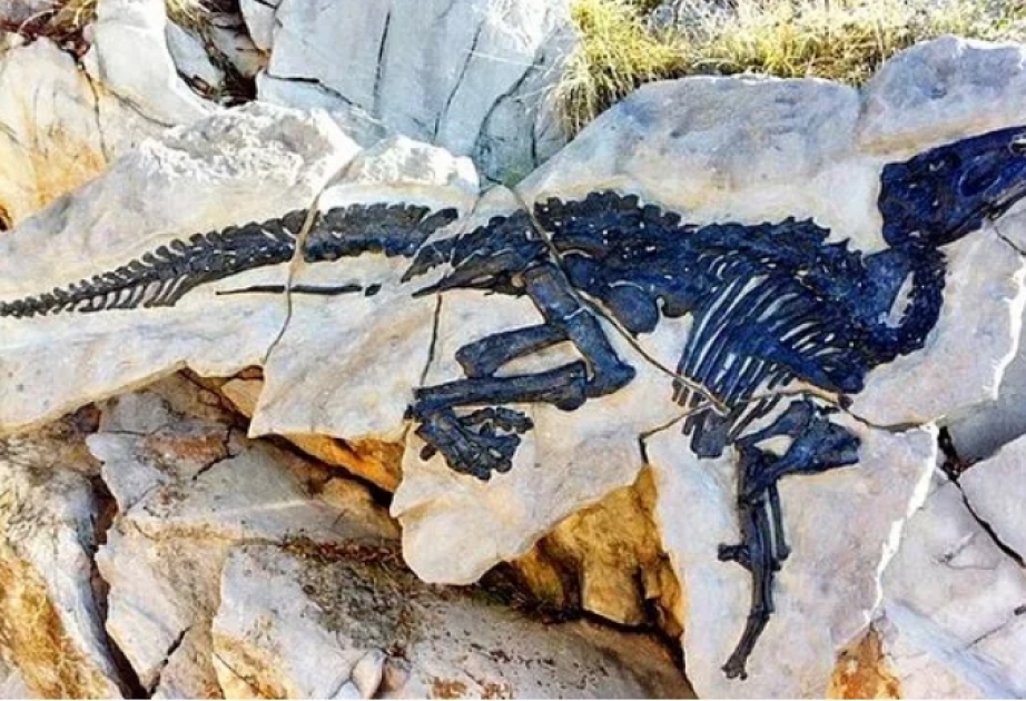 İtaliyada ilk dəfə dinozavr sürüsünün qalıqları aşkarlanıb