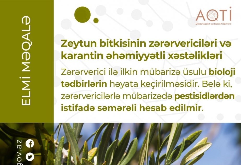 Zeytun bitkisinin zərərvericiləri və karantin əhəmiyyətli xəstəlikləri