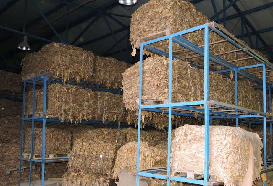 مزارعو قاخ ينتجون 8ر560 طن من التبغ الجاف