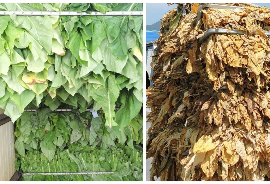 مزارعو أوغوز ينتجون 368 طن من التبغ الجاف