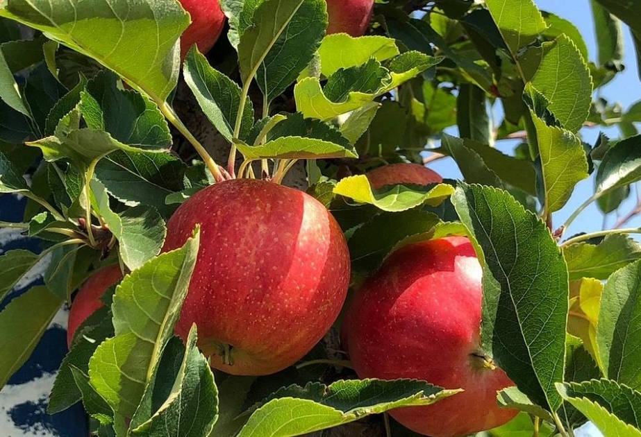 Россельхознадзор разрешил поставки томатов и яблок с трех азербайджанских предприятий