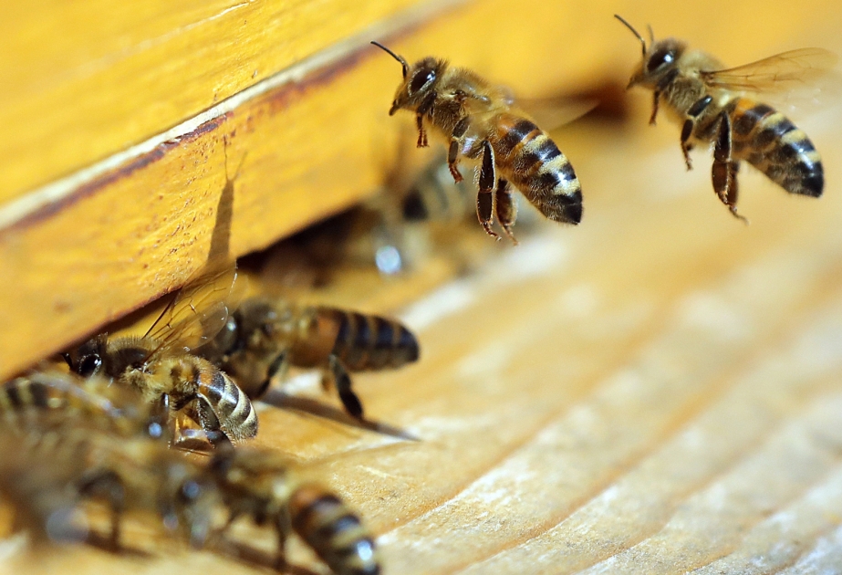 In Florida lebt Ehepaar jahrelang mit 80.000 Honigbienen im Badezimmer