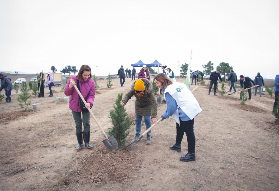 PASHA Holding y sus filiales plantan 11.000 árboles en Zangilan