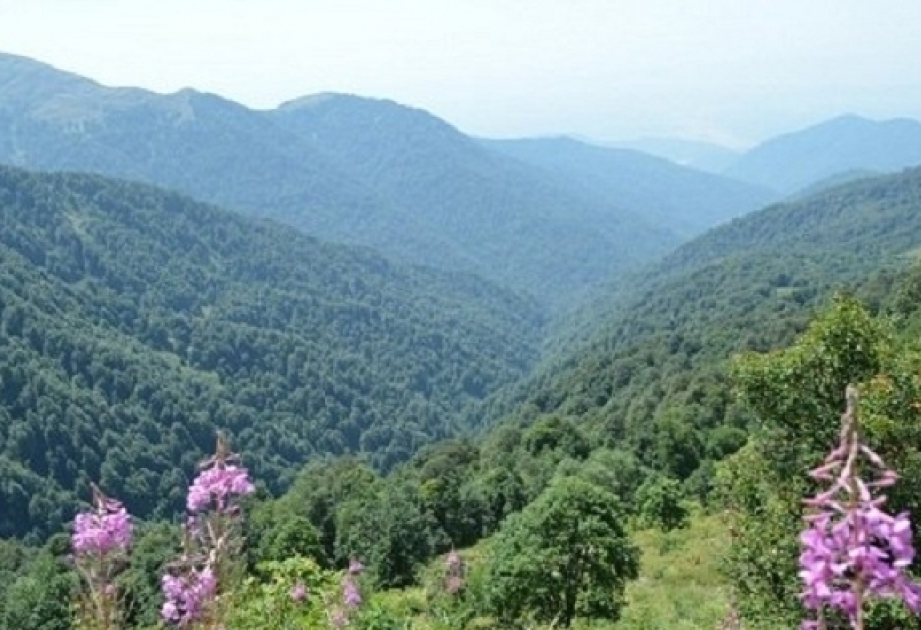 Флора и фауна Шуши