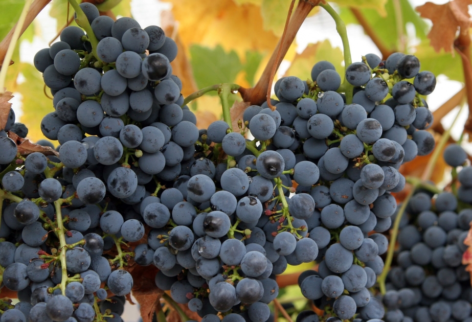 Современные винные сорта винограда впервые одомашнили на Южном Кавказе