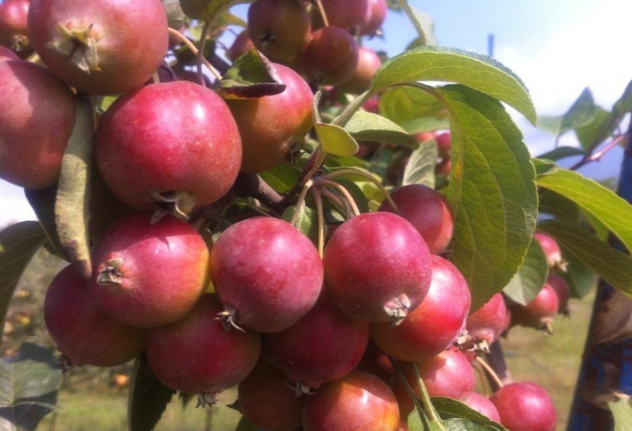 Obstproduktion in Gabala ist um mehr als 1.965 Tonnen gestiegen