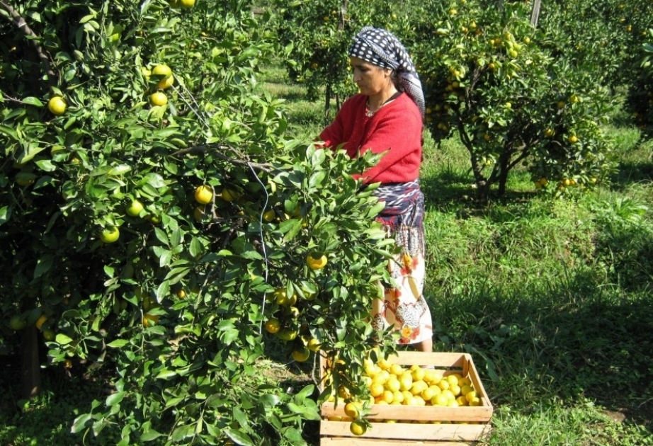 Produktion von Zitrus-und subtropischen Früchten in Astara um 17,5 Prozent gestiegen