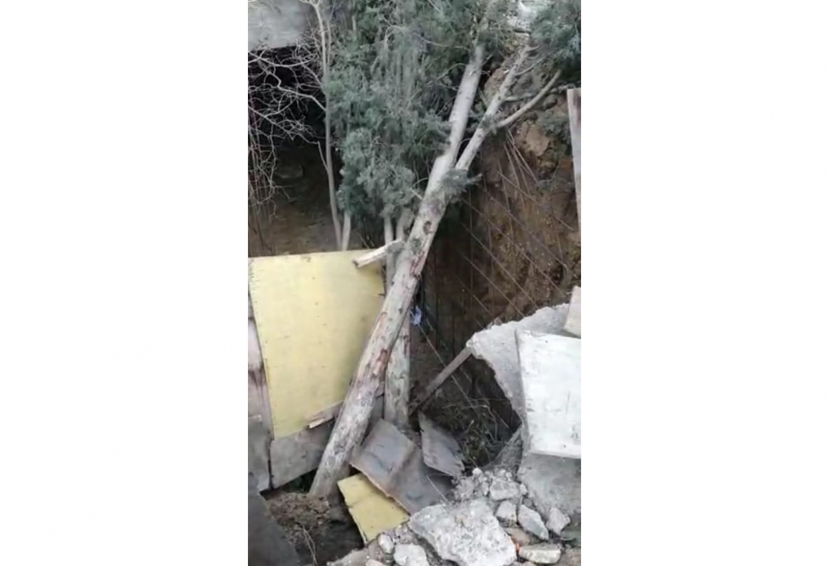 Ağacların aşması ilə bağlı araşdırma aparılır