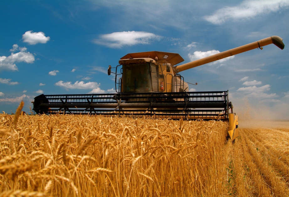 Освобожденные от оккупации территории смогут обладать особой долей в производстве пшеницы и зерна