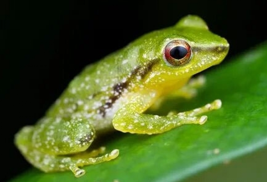 Bioloqlar Panamada yeni qurbağa növü aşkarlayıblar