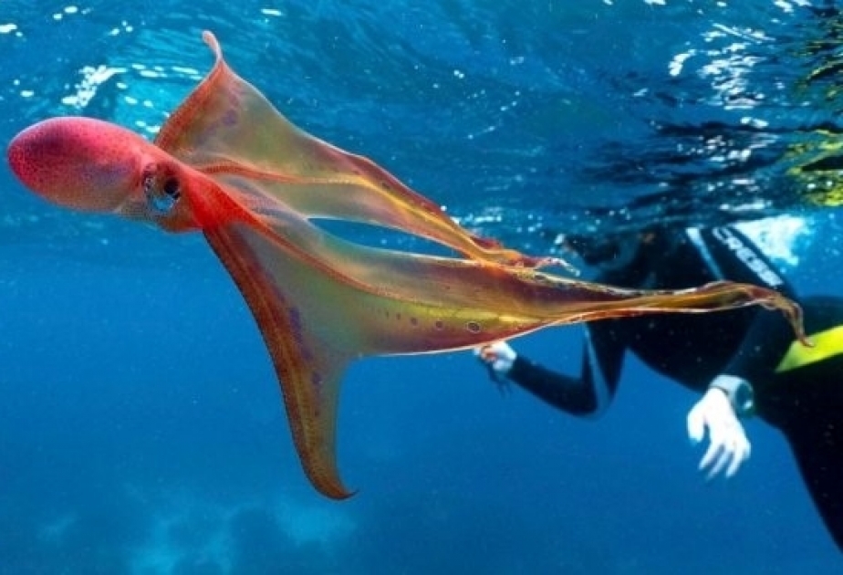 На Большом Барьерном рифе обнаружен редкий вид осьминога