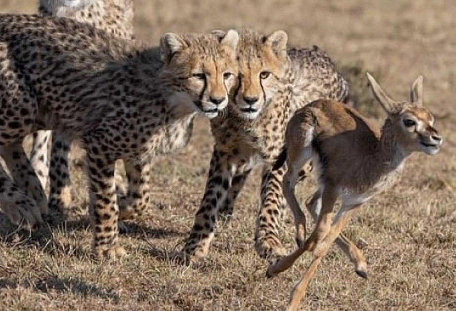 Baboon Eats Baby Gazelle Alive