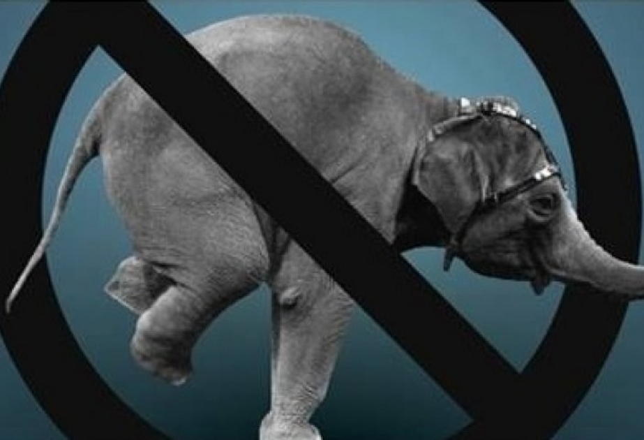 Запрет животных в цирке. Против цирка с животными. Реклама против животных в цирке. Цирк без животных.