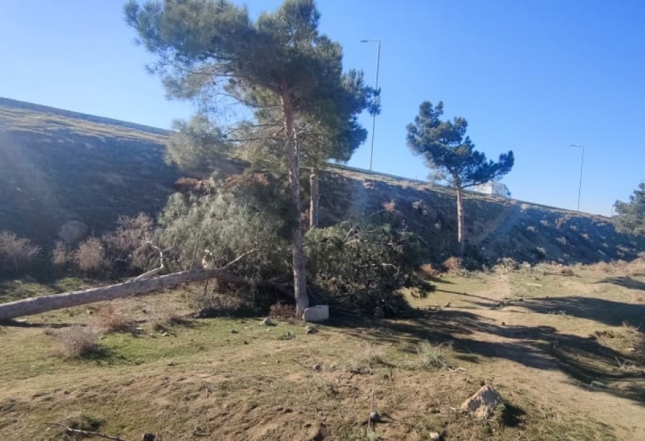 Ağacların kəsilməsi ilə bağlı araşdırma aparılır
