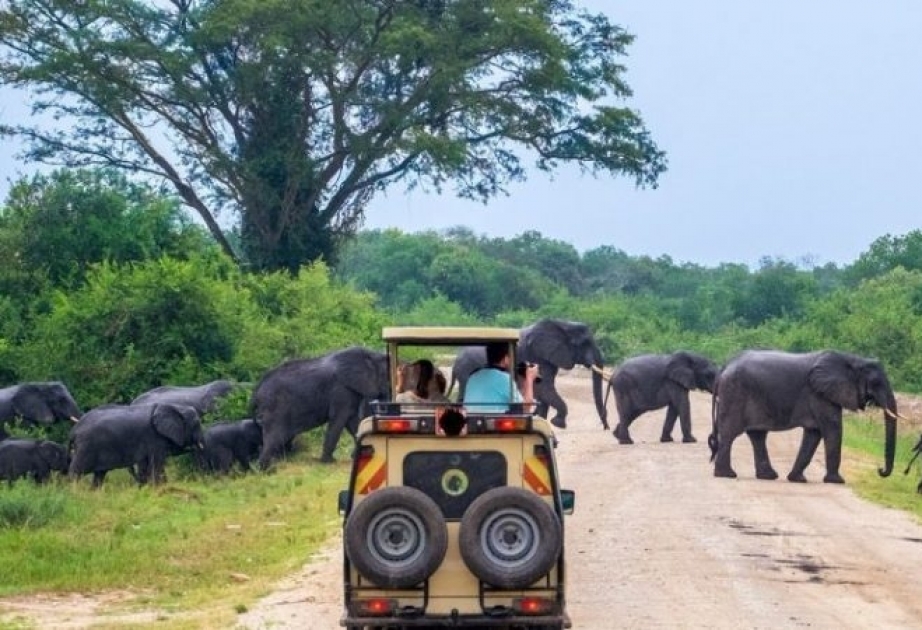 Tourist während Safari in Uganda von Elefanten zu Tode getrampelt