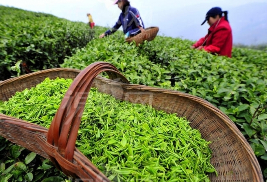 Teeexporte in Aserbaidschan zurückgegangen