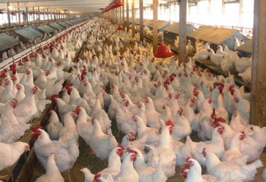 Quşçuluq müəssisələrində 72,9 min ton quş əti istehsal olunub