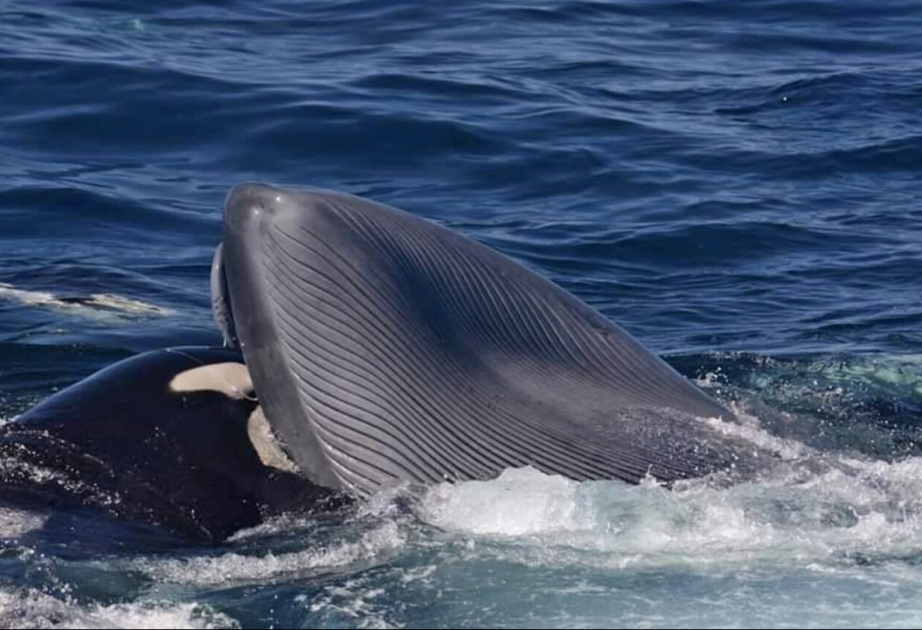 Косатка впервые убила взрослого синего кита