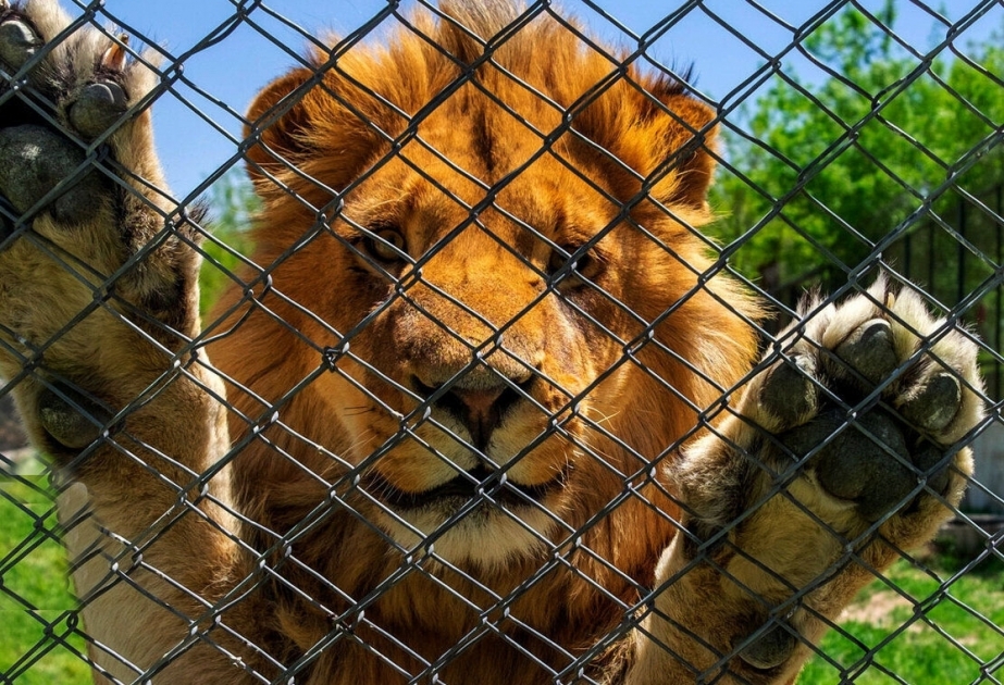 Löwin tötet Wärter im iranischen Zoo