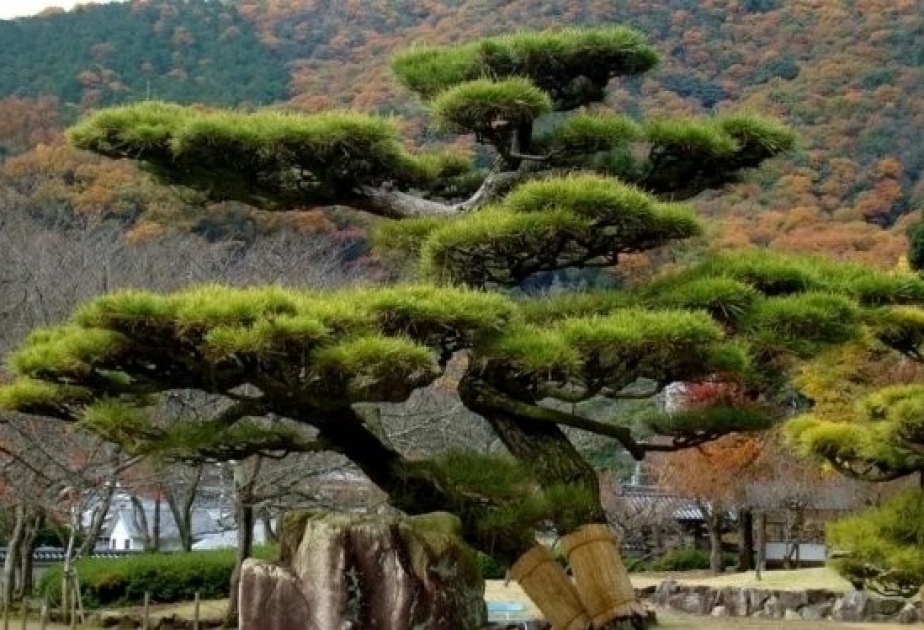 Японские деревья 