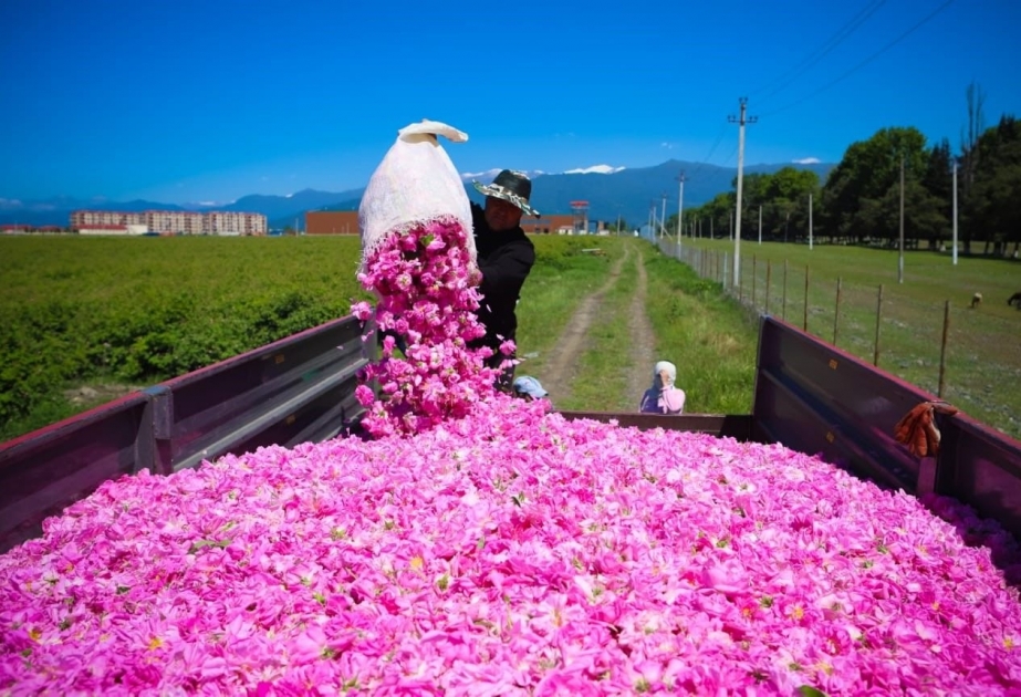 Zagatala - tierra de rosas