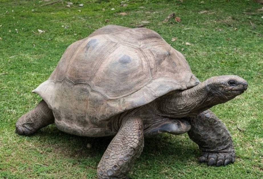 Книга рекордов Гиннеса назвала самую старую черепаху в мире