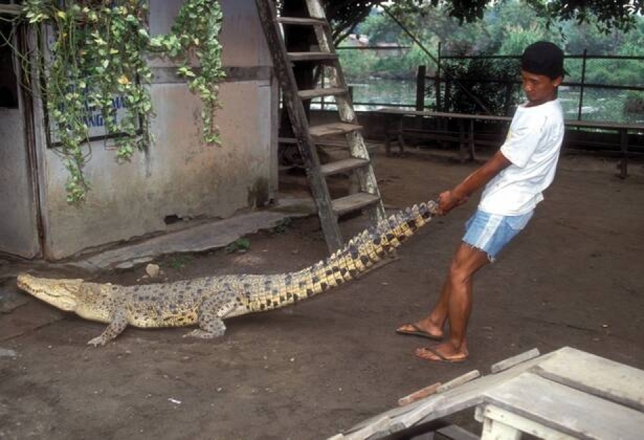 Indonesier rettet Krokodil