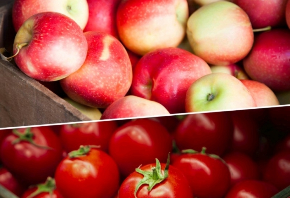 Se permite la exportación a Rusia de los tomates de 227 empresas y de las manzanas de 77 empresas
