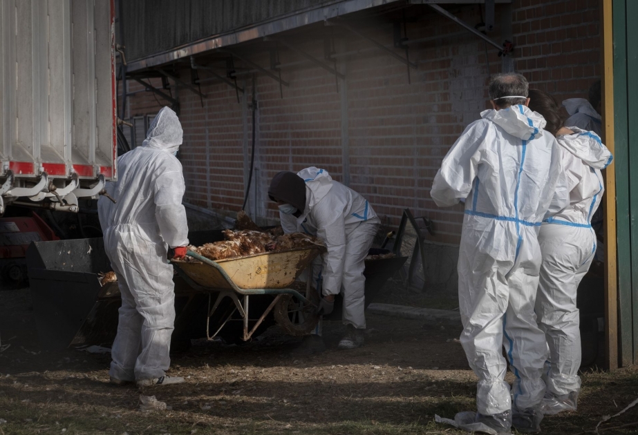 В Испании из-за вспышки птичьего гриппа забито более 270 тыс. птиц