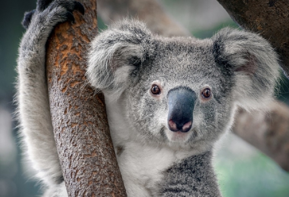 Australia lists koalas as endangered in two eastern states