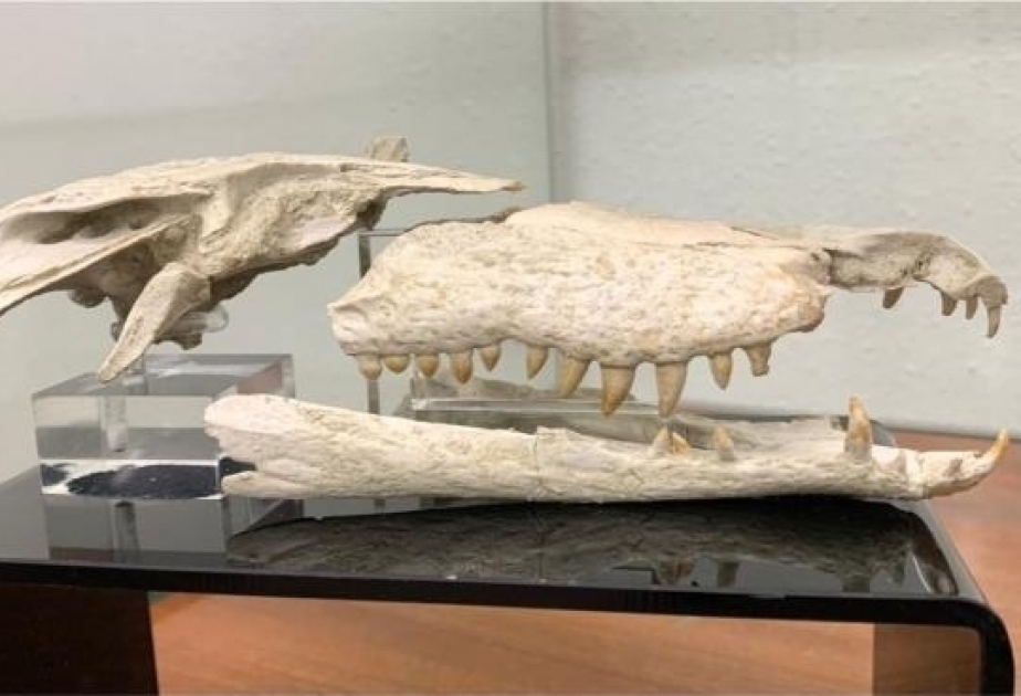 U.S. government officially returned a fossilized Moroccan crocodile skull to Morocco