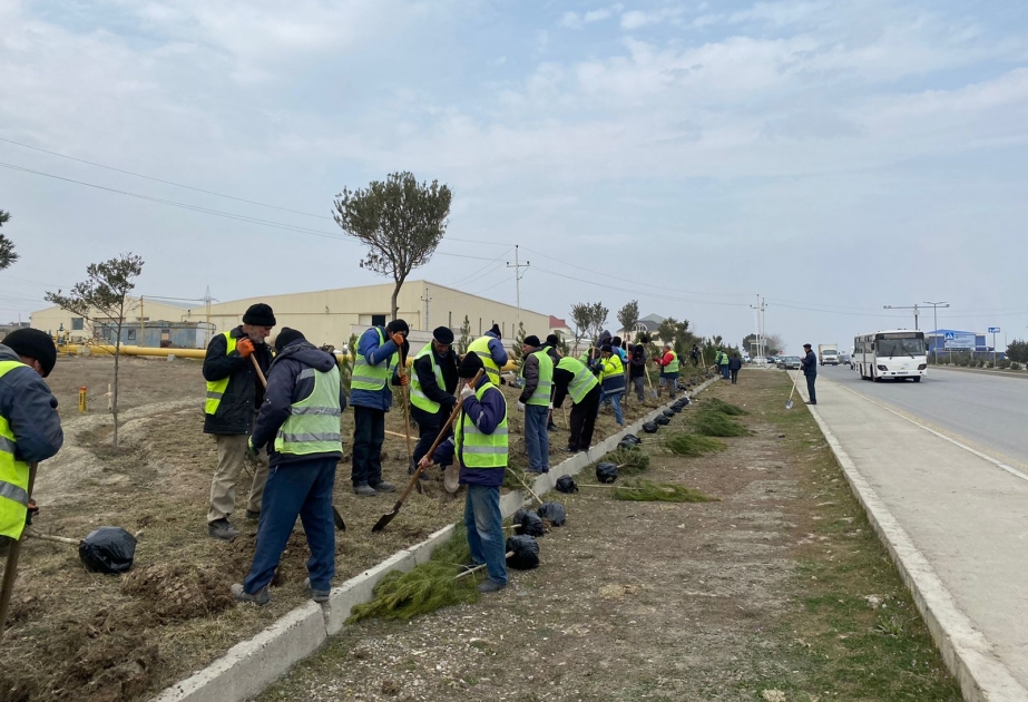 Abşeron rayonunda Xocalı soyqırımı qurbanlarının xatirəsinə 613 ağac əkilib