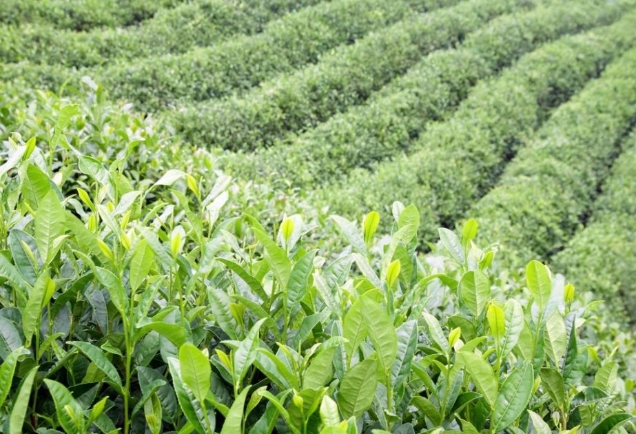 L'Azerbaïdjan a augmenté ses importations de thé en janvier