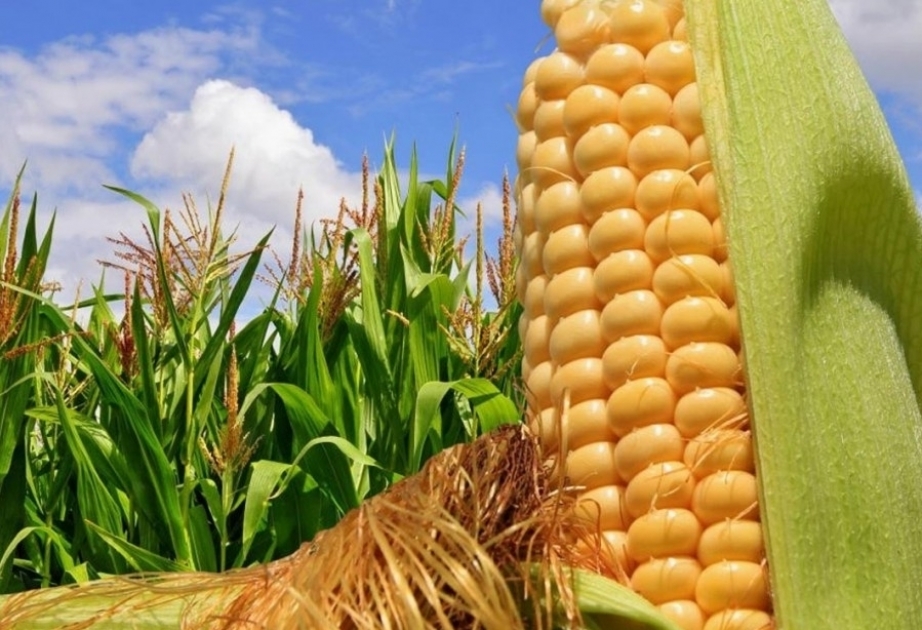 L’Azerbaïdjan a import 6567 tonnes de maïs en janvier