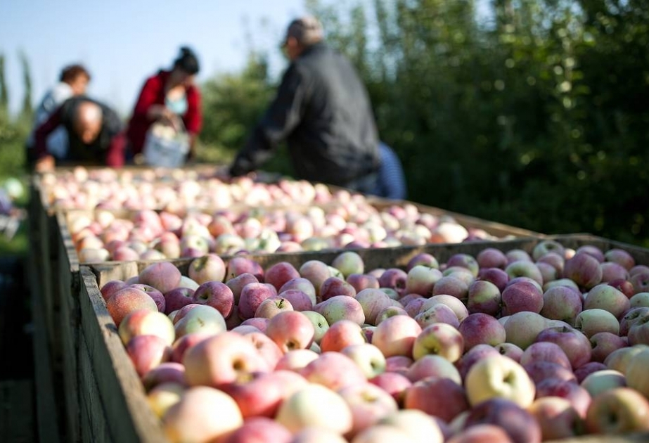 Россия разрешает поставки яблок из Азербайджана