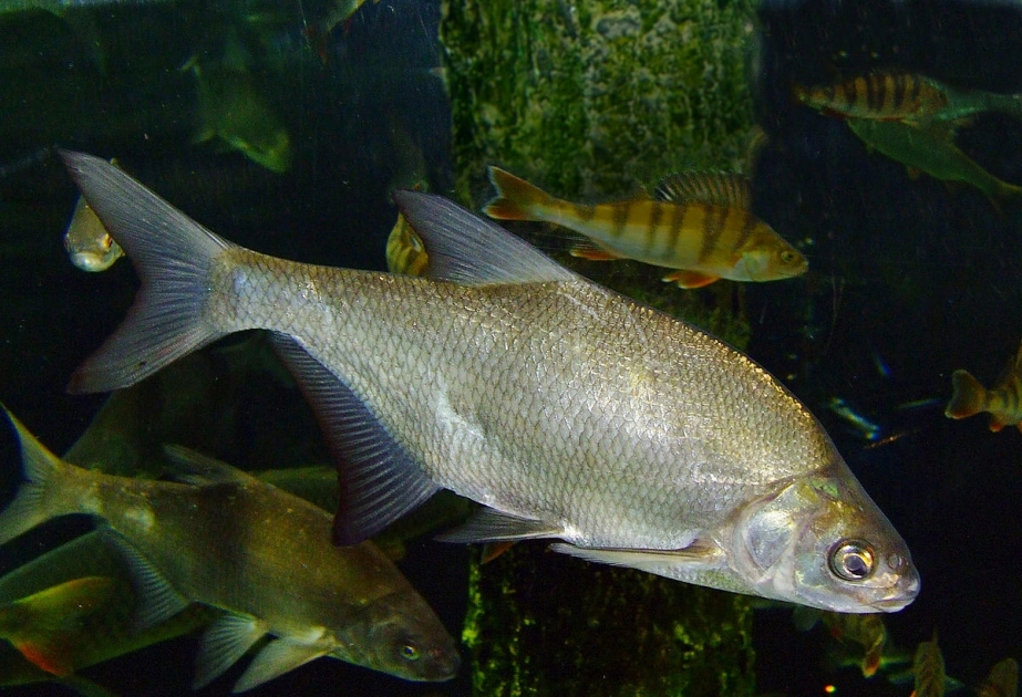 Caspian Sea - a unique water body accommodating more than 100 fish species and subspecies