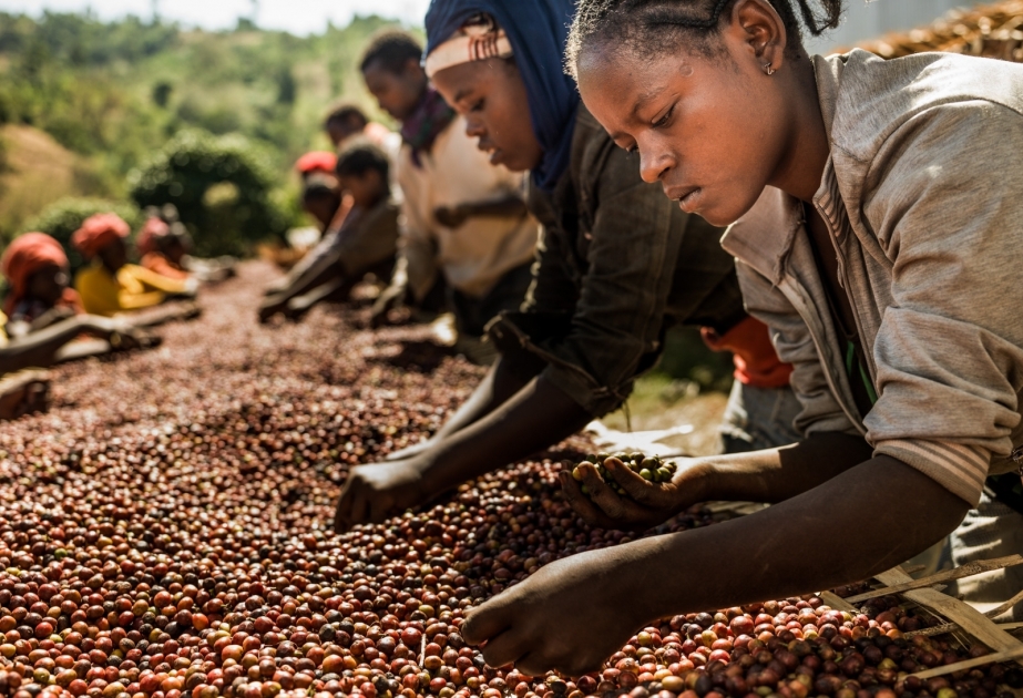 Изменение климата ставит под угрозу будущность крупных кофейных плантаций