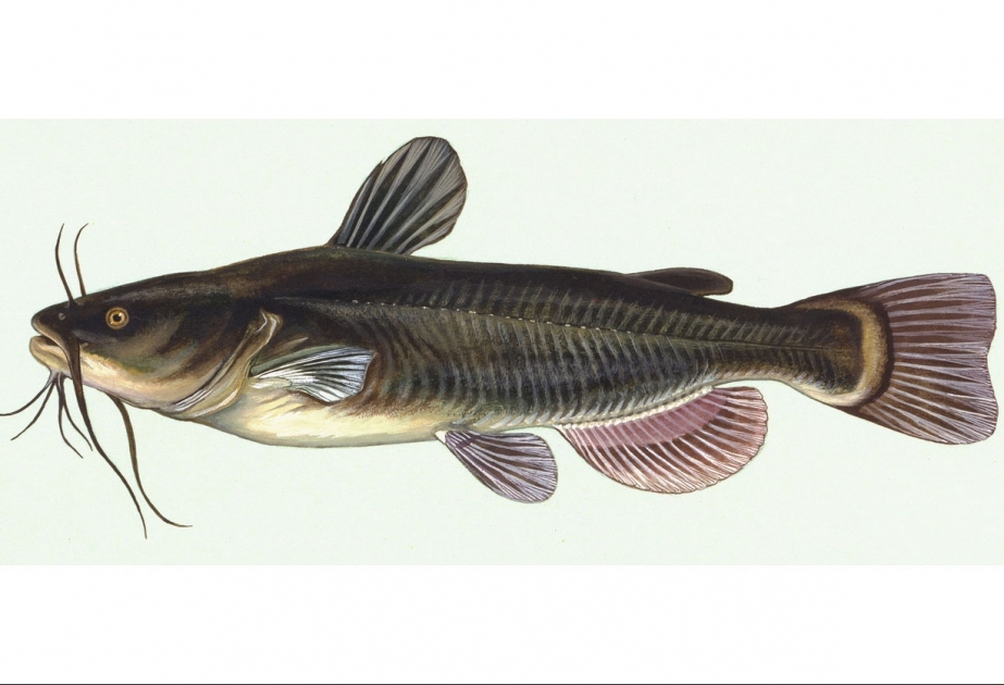 Kura river’s eerie predator - Catfish