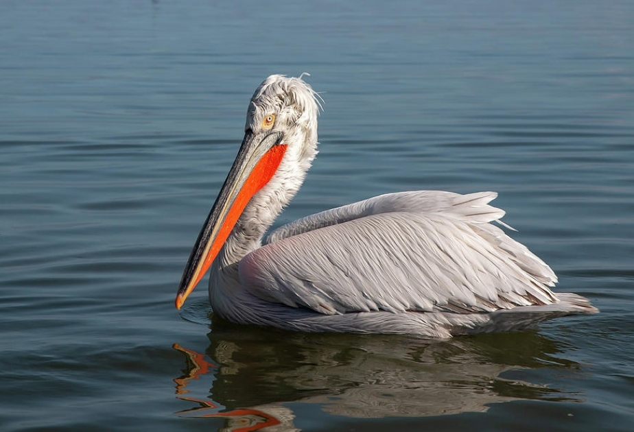 Pelecanus Crispus – rare bird included to Red Book of Azerbaijan