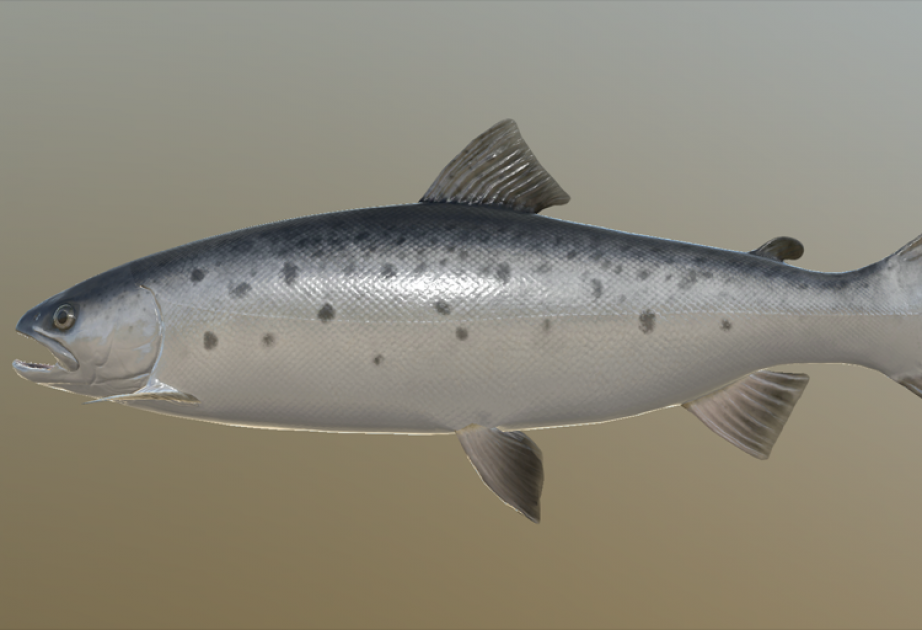 Caspian Salmon