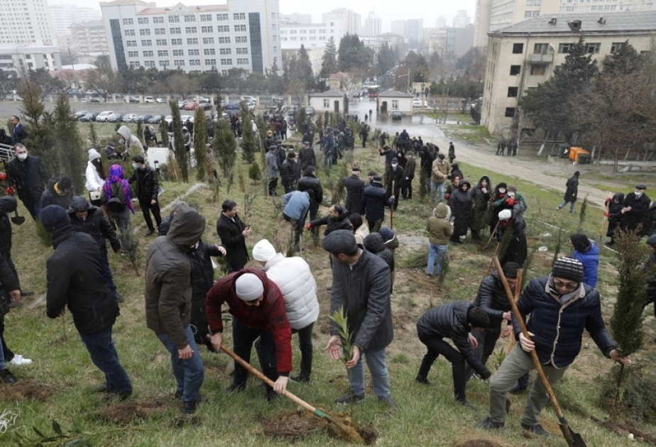 В Бакинском государственном университете прошла акция посадки деревьев