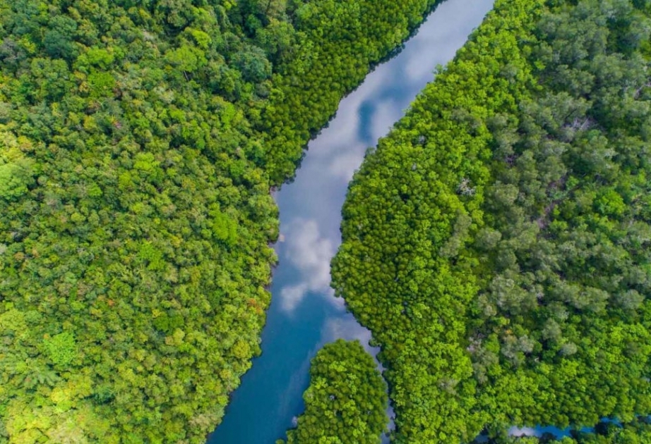 Zwei Brüder überleben 26 Tage allein im Amazonas-Regenwald